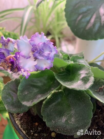 Фиалки детки