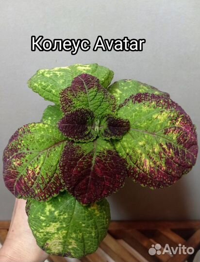 Колеус