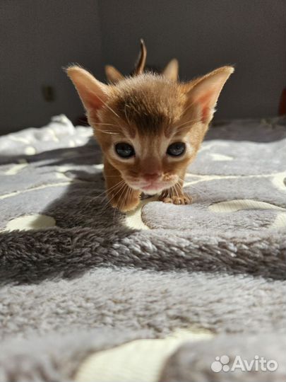 Абиссинские котята