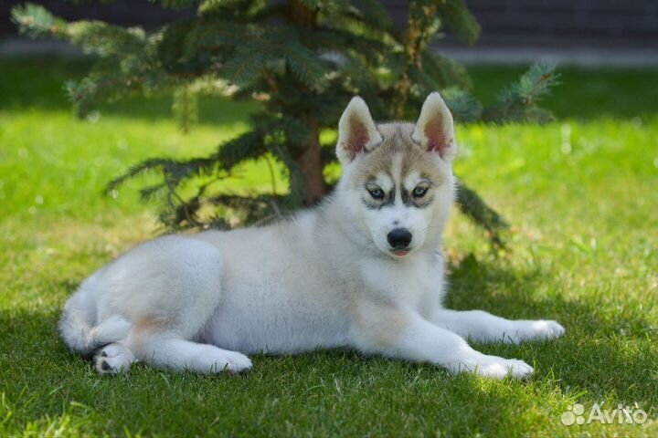 Сибирский хаски