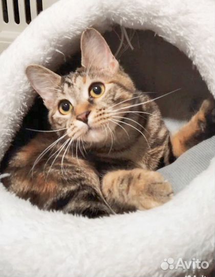 Котенок курильский бобтейл