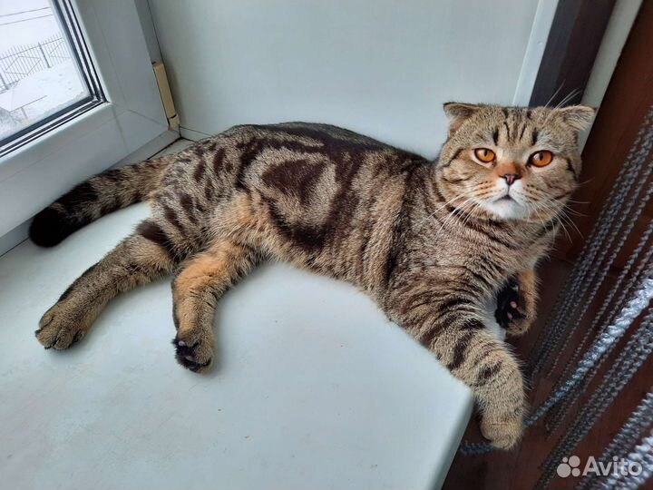 Шотландский кот вязка