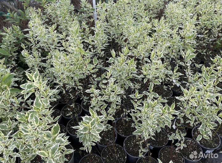 Дерен оптом