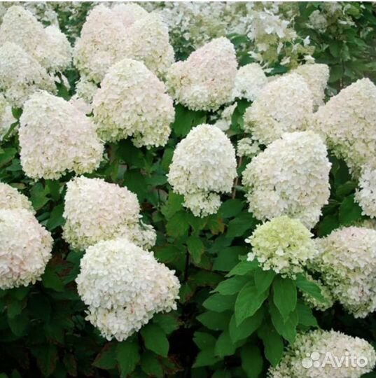 Гортензия метельчатая Фантом
