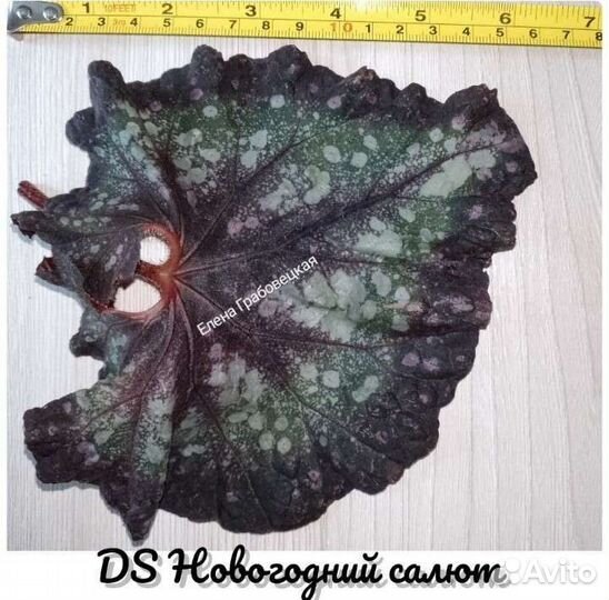 Бегонии. Излишки. Фрагменты с детками