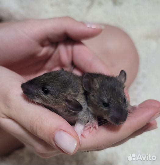 Крыски сестрички ручные