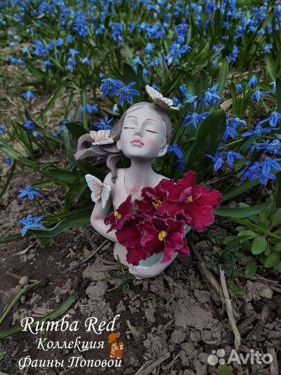 Сортовые фиалки стартеры