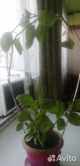 Джинура. Шпинат долголетия