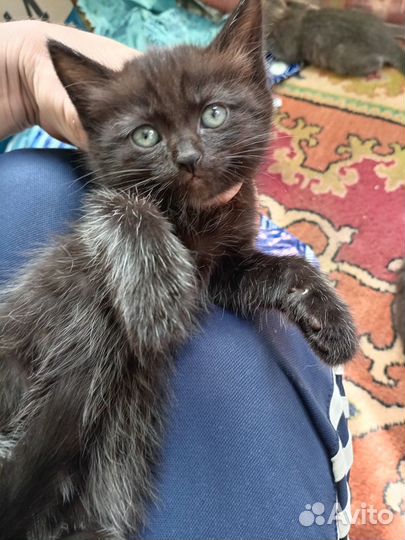 Котята 1 мес