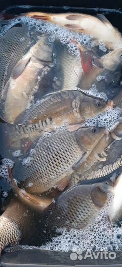 Живая рыба оптом карп