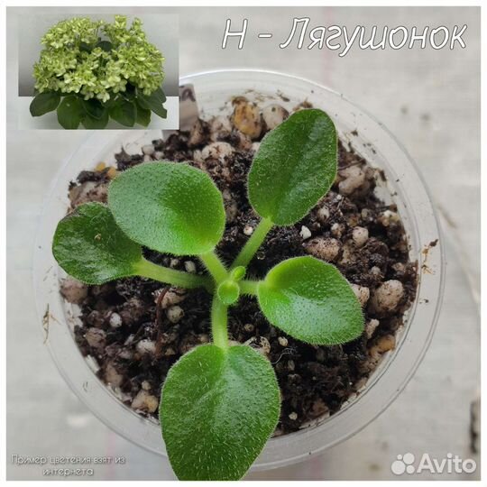 Детки сортовых фиалок