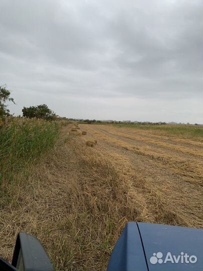 Солома рисовая