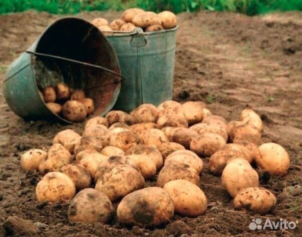 Продам картошку домашнюю