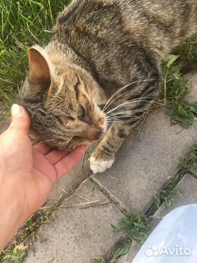 Преданный молодой котик ищет дом