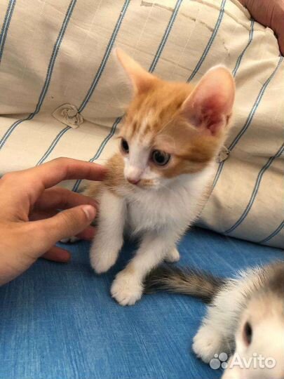 Котята в добрые руки бесплатно