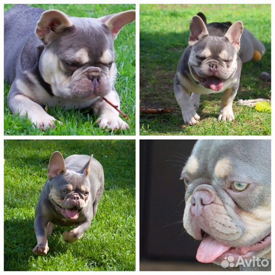 Лиловый иней