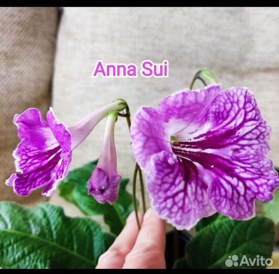 Взрослые Стрептокарпусы