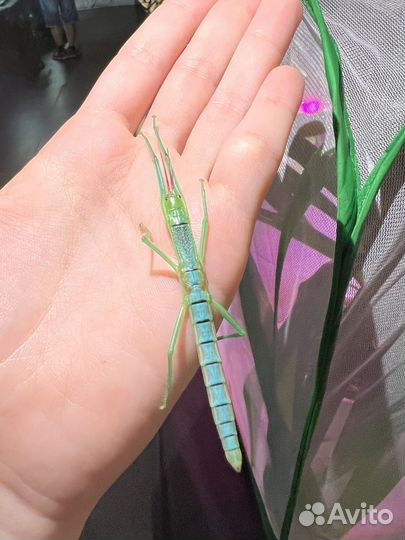 Передержка животных