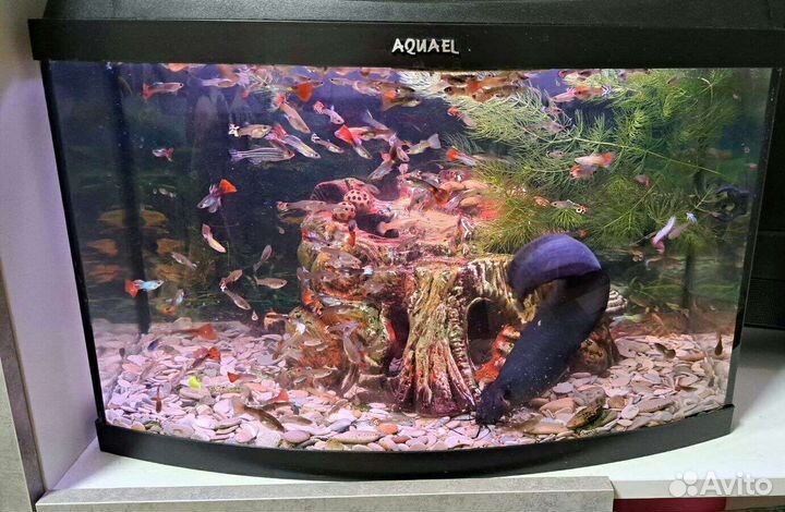 Аквариум