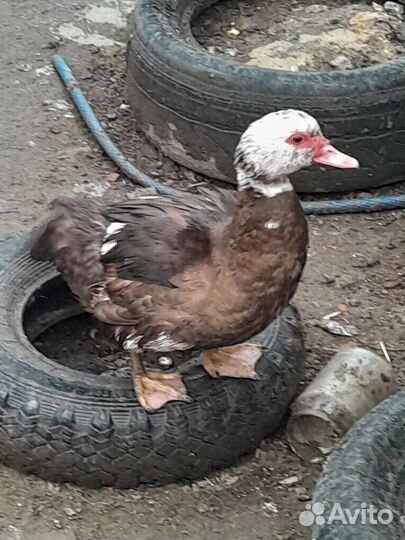 Мускусные утки на мясо,племя