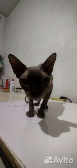 Канадский сфинкс