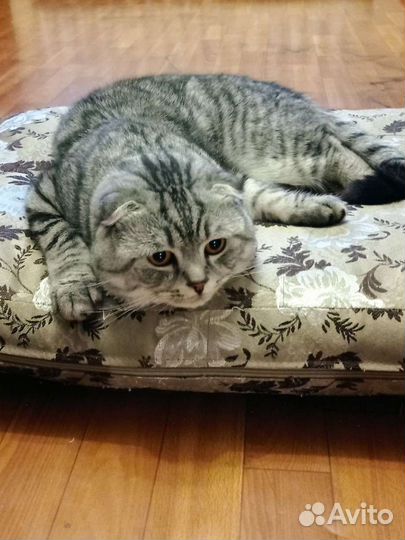 Вязка шотландский котик