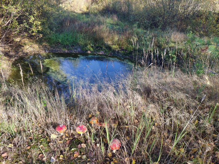 Участок 10 сот. (ИЖС)