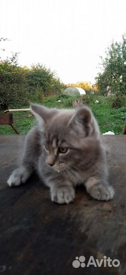 Метис мейн-кун