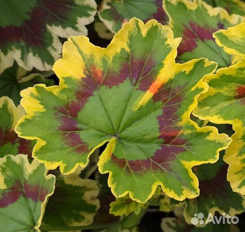 Герани махровые, пестролистные и розебудные