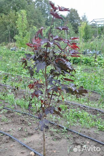 Клен друммонди