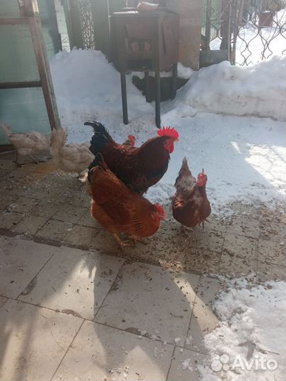 Петух,9мес