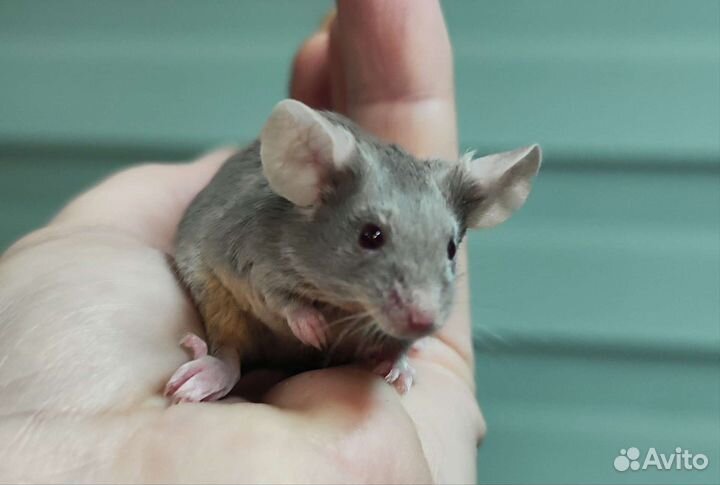 Мыши и крысы