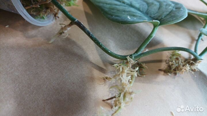 Сциндапсус сорт новый Тайский (без названия)