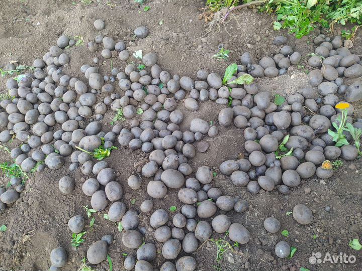 Продам синий картофель