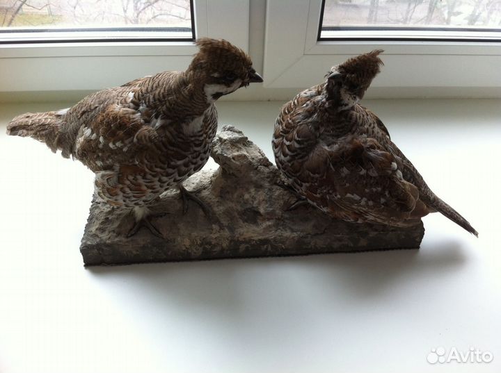 Таксидермия: 