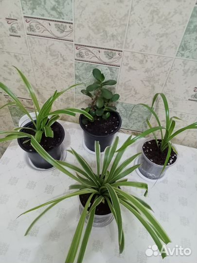 Хлорофитум