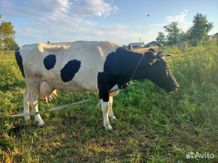 Продам Корову дойную