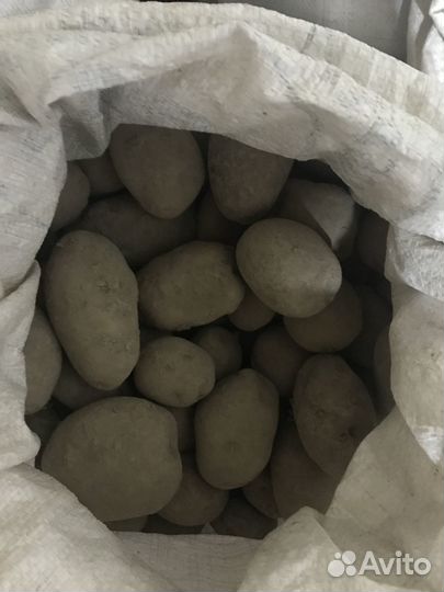 Картошка продажа