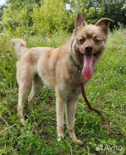 Молодой кобель в добрые руки