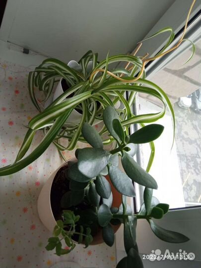 Хлорофитум и другие комнатные растения отдам