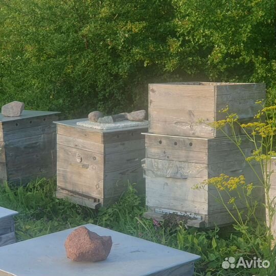 Улей с пчелами дадан