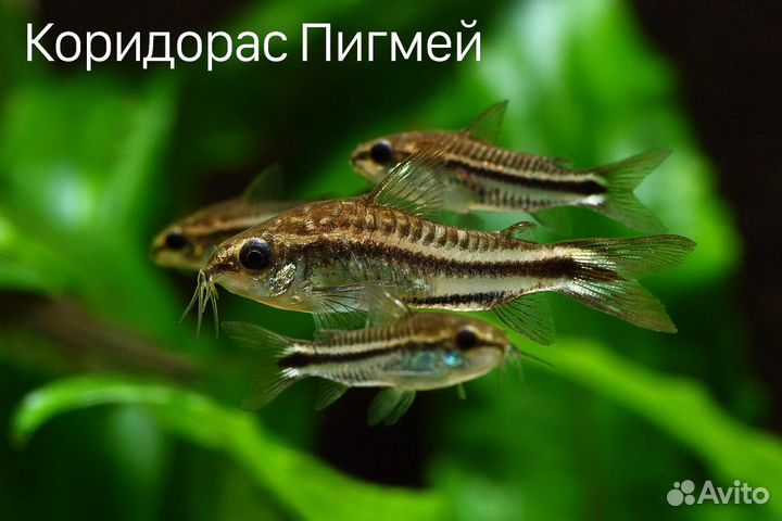 Барбусы и Коридорасы