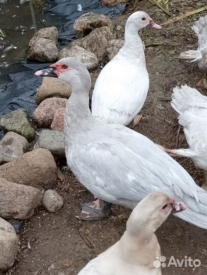 Мускусные утки (тяжёлая линия)