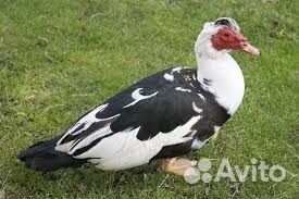 Мускусные утки