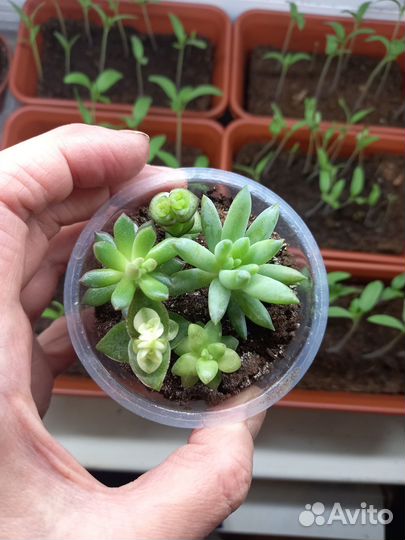 Суккуленты