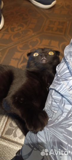 Котик в хорошие руки