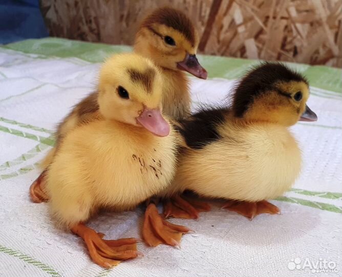 Индоутята суточные