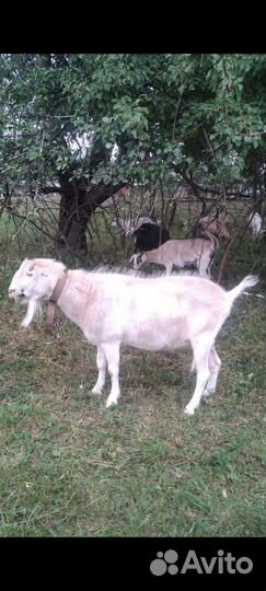 Козы, козлы