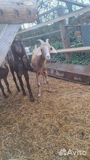 Нубийские козы камори заинские