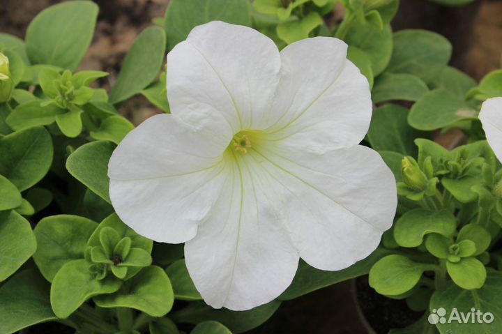 Цветущая рассада петунии